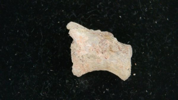 Genuine Permian Age Dimetrodon Vertebra for Sale from Texas #5