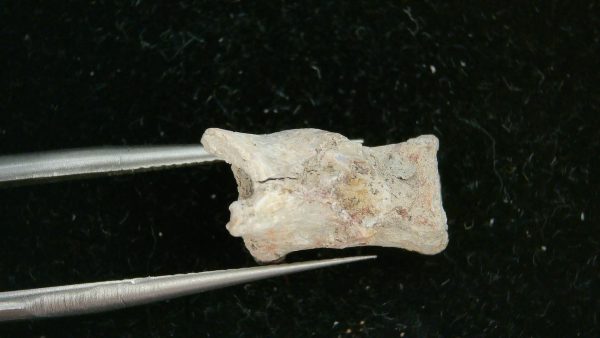 Genuine Permian Age Dimetrodon Vertebra for Sale from Texas #5a