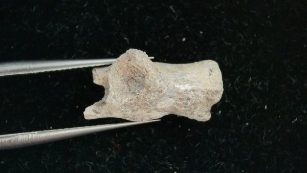 Genuine Permian Age Dimetrodon Vertebra for Sale from Texas #5c
