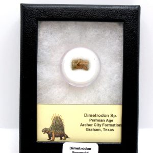 Dimetrodon Synapsid Vertebra #1