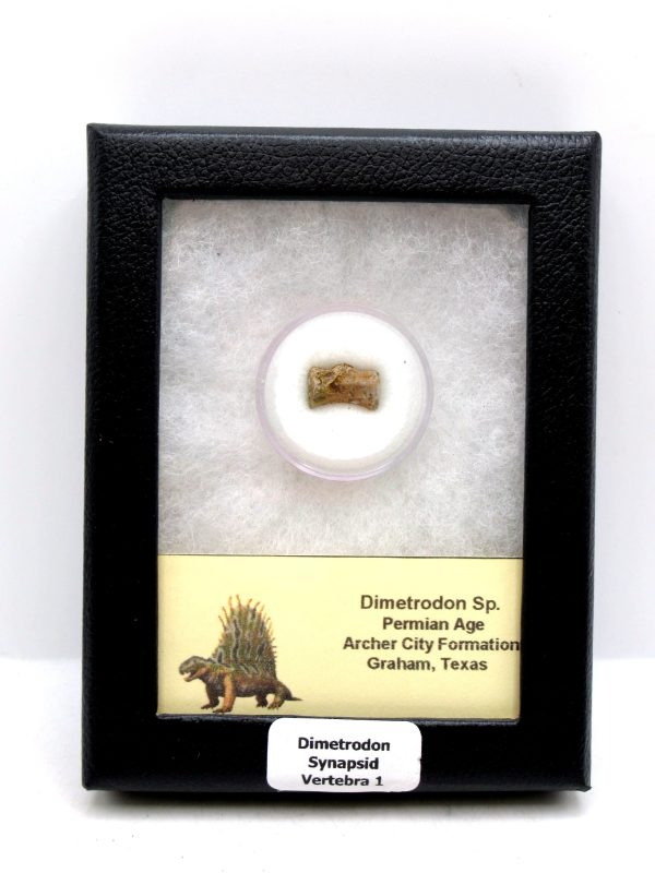 Genuine Permian Age Dimetrodon Vertebra for Sale from Texas #1