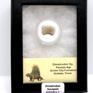 Dimetrodon Synapsid Vertebra #2