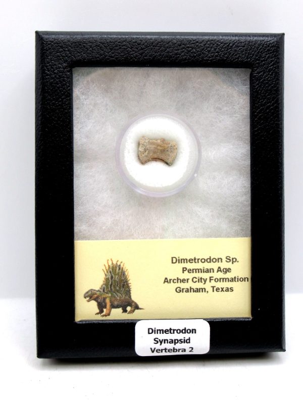 Genuine Permian Age Dimetrodon Vertebra for Sale from Texas #2