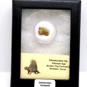 Dimetrodon Synapsid Vertebra #3