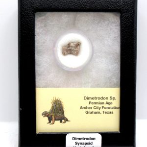 Dimetrodon Synapsid Vertebra #4