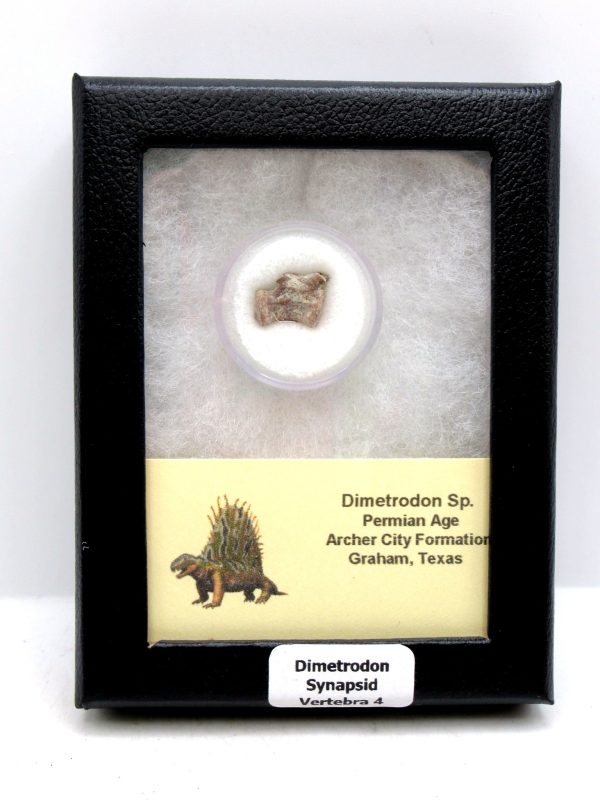 Dimetrodon Synapsid Vertebra #4