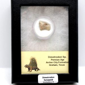 Dimetrodon Synapsid Vertebra #5