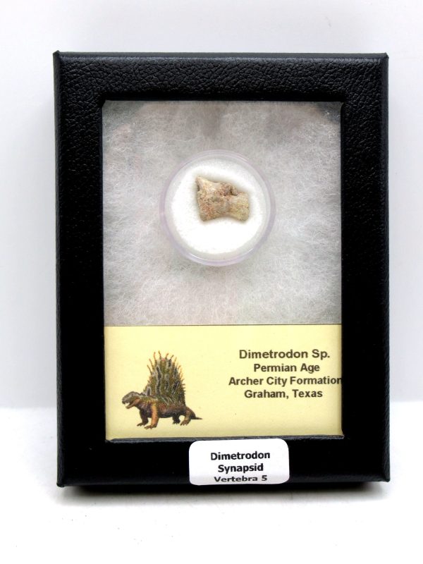 Genuine Permian Age Dimetrodon Vertebra for Sale from Texas #5