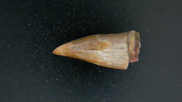 Limnoscelis paludis Reptile Tooth #1 - Image 2