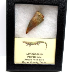 Limnoscelis paludis Reptile Tooth #1
