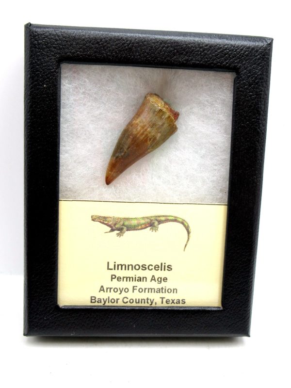 Limnoscelis paludis Reptile Tooth #1
