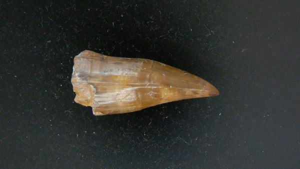 Limnoscelis paludis Reptile Tooth #1 - Image 7