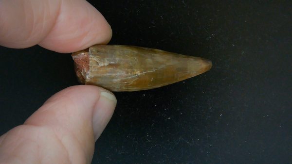 Limnoscelis paludis Reptile Tooth #1 - Image 6