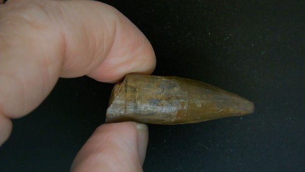 Limnoscelis paludis Reptile Tooth #1 - Image 5