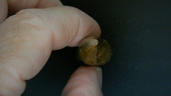 Limnoscelis paludis Reptile Tooth #1 - Image 4