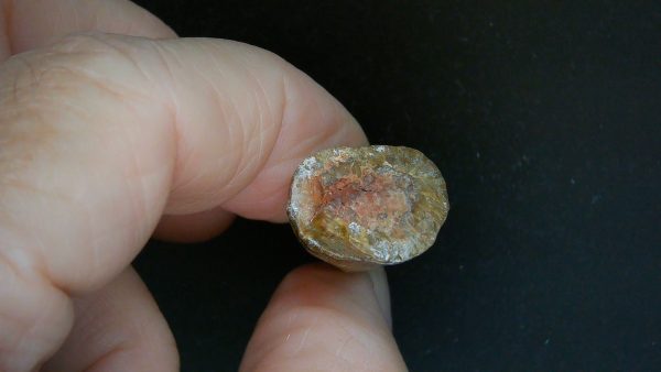 Limnoscelis paludis Reptile Tooth #1 - Image 3