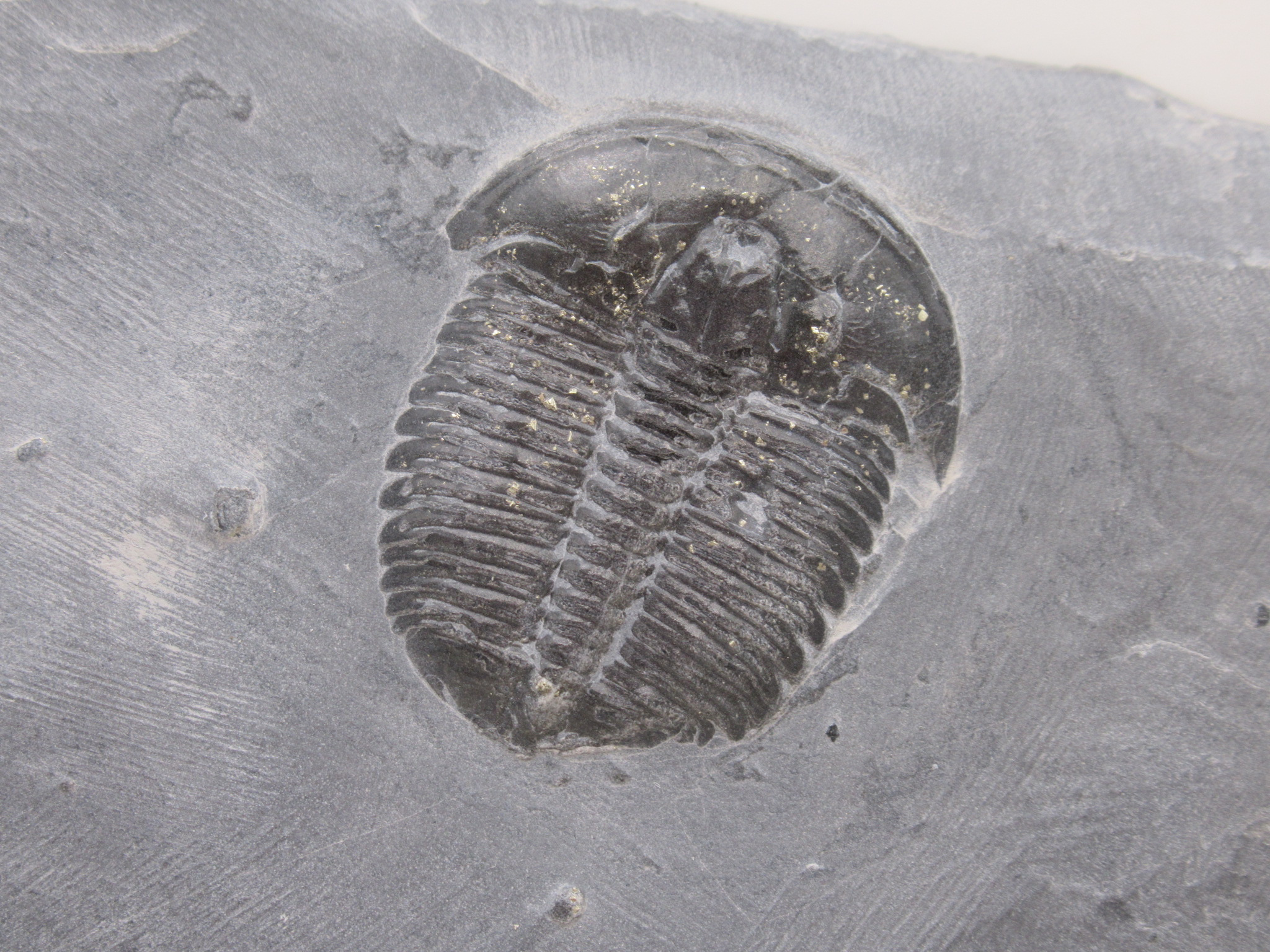 Utah Cambrian Age Elrathia Trilobite in Matrix 132 | Fossils for Sale
