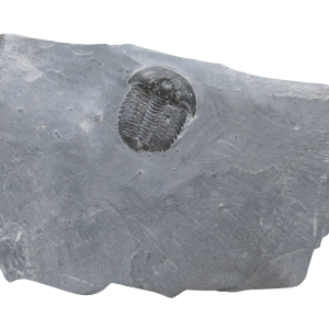 Utah Cambrian Age Elrathia Trilobite in Matrix 132a | Fossils for Sale