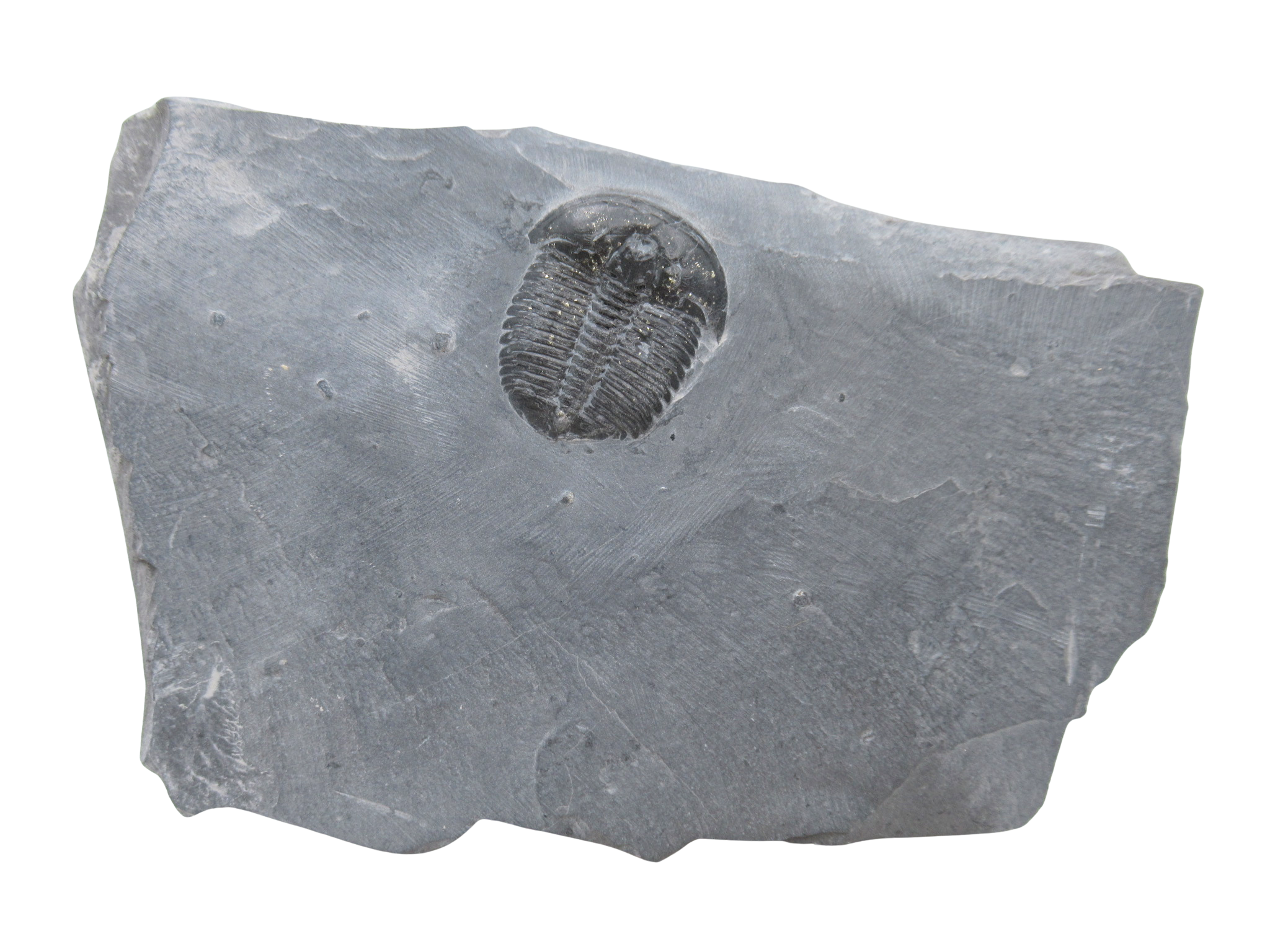 Utah Cambrian Age Elrathia Trilobite in Matrix 132a | Fossils for Sale