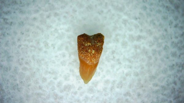 Cetorhinus Extinct Shark Tooth Fossil for Sale 30