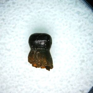 Genuine Cretaceous Age Brachychampsa Alligatoroid Tooth Fossil For Sale from Montana #11