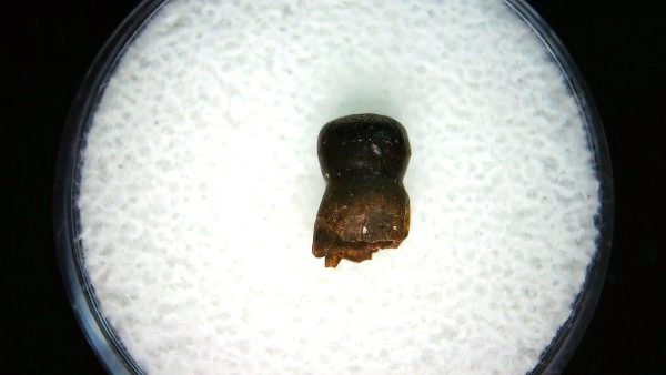 Genuine Cretaceous Age Brachychampsa Alligatoroid Tooth Fossil For Sale from Montana #11a