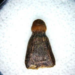 Genuine Cretaceous Age Brachychampsa Alligatoroid Tooth Fossil For Sale from Montana #12