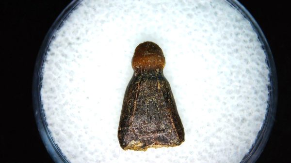 Brachychampsa Alligatoroid Tooth #12