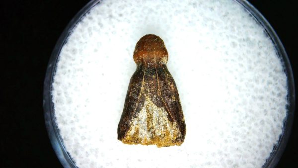 Brachychampsa Alligatoroid Tooth #12 - Image 2