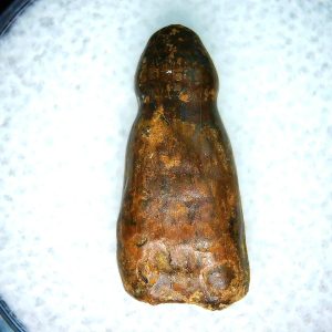 Genuine Cretaceous Age Brachychampsa Alligatoroid Tooth Fossil For Sale from Montana #13