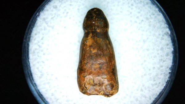Brachychampsa Alligatoroid Tooth #13