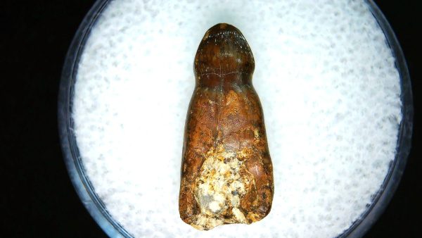 Brachychampsa Alligatoroid Tooth #13 - Image 2