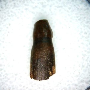 Genuine Cretaceous Age Brachychampsa Alligatoroid Tooth Fossil For Sale from Montana #14