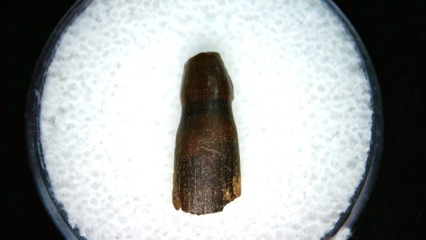 Brachychampsa Alligatoroid Tooth #14