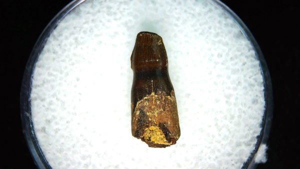 Brachychampsa Alligatoroid Tooth #14 - Image 2