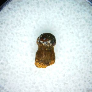 Genuine Cretaceous Age Brachychampsa Alligatoroid Tooth Fossil For Sale from Montana #15