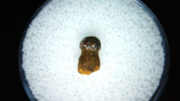Brachychampsa Alligatoroid Tooth #15