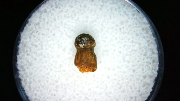Brachychampsa Alligatoroid Tooth #15 - Image 2