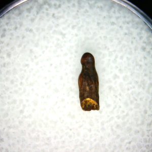 Genuine Cretaceous Age Brachychampsa Alligatoroid Tooth Fossil For Sale from Montana #16