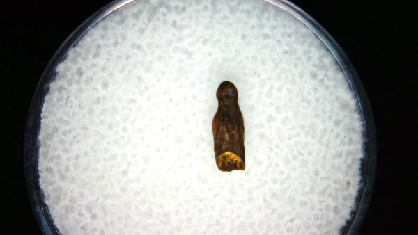Brachychampsa Alligatoroid Tooth #16
