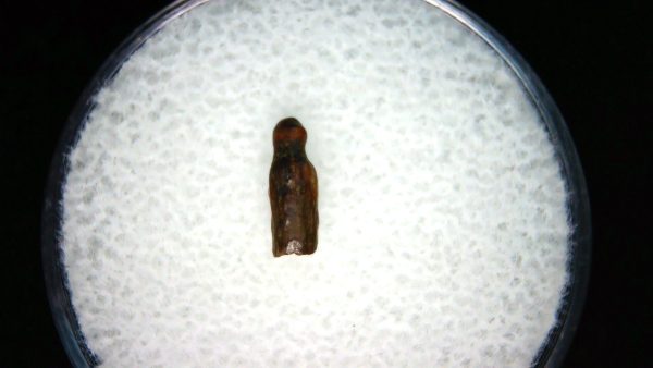 Brachychampsa Alligatoroid Tooth #16 - Image 2