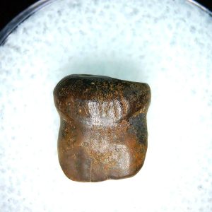 Genuine Cretaceous Age Brachychampsa Alligatoroid Tooth Fossil For Sale from Montana #17