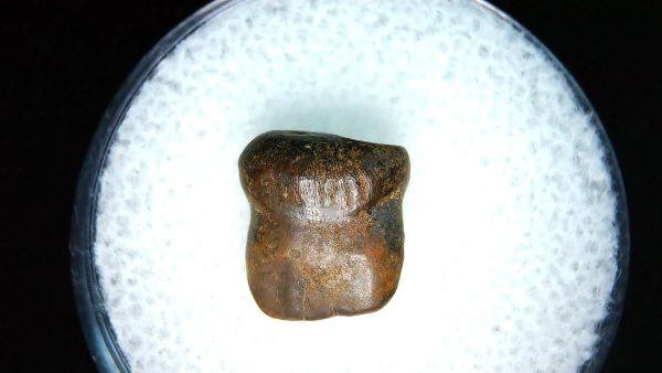 Brachychampsa Alligatoroid Tooth #17