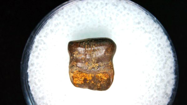 Brachychampsa Alligatoroid Tooth #17 - Image 2