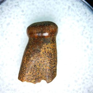 Genuine Cretaceous Age Brachychampsa Alligatoroid Tooth Fossil For Sale from Montana #18