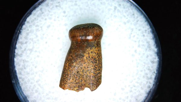 Brachychampsa Alligatoroid Tooth #18