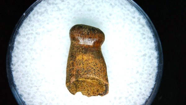 Brachychampsa Alligatoroid Tooth #18 - Image 2