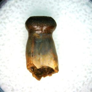 Genuine Cretaceous Age Brachychampsa Alligatoroid Tooth Fossil For Sale from Montana #19