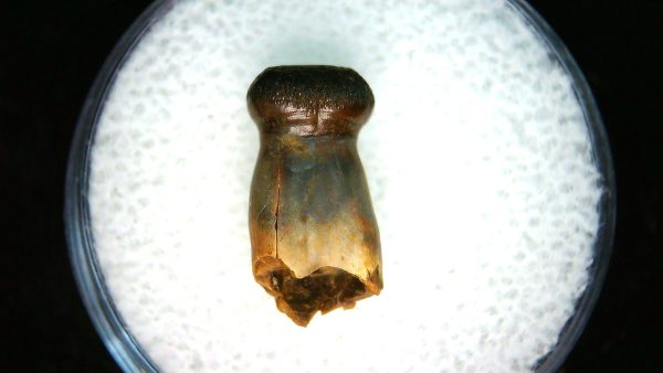 Brachychampsa Alligatoroid Tooth #19