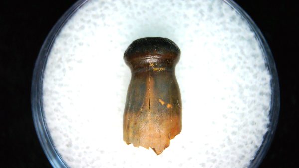 Brachychampsa Alligatoroid Tooth #19 - Image 2